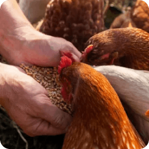 Já ouviu dizer que “você é o que você come”? Isso é verdade! É por esse motivo que nossos animais só comem ração orgânica. A qualidade dessa alimentação é tão importante pra gente que desenvolvemos uma fábrica própria de ração dentro da fazenda!