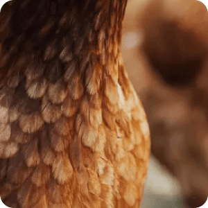 Além do espaço pra correrem e ciscarem felizes por aí, quando ficam doentes nossos animais são tratados só com homeopatia - nunca com antibióticos. Isso faz total diferença na qualidade dos alimentos que chegam aí na sua mesa e para os resíduos que deixamos na água e no solo.