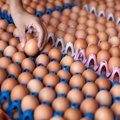 <strong>10/11/22</strong> <br /> O podcast Vai se Food entrevistou o sócio Luis Barbieri para esclarecer dúvidas e
      curiosidades sobre ovos. Vem entender as diferenças desse alimento tão importante!
