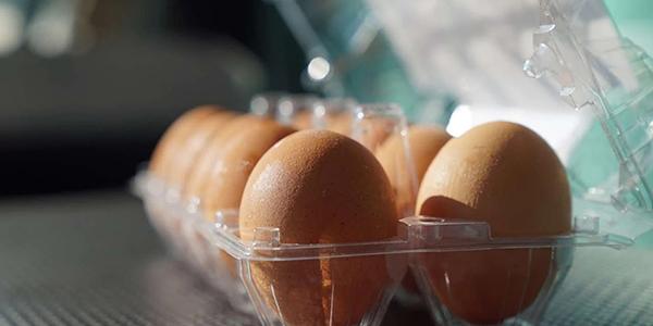 <strong>25/04/22</strong> <br /> No MoneyTimes, a matéria esclarece sobre a diferença dos tipos de produção e
      consumo de ovos e quais são os processos em escala que temos na Fazenda Raiar Orgânicos.
      Vem saber mais!